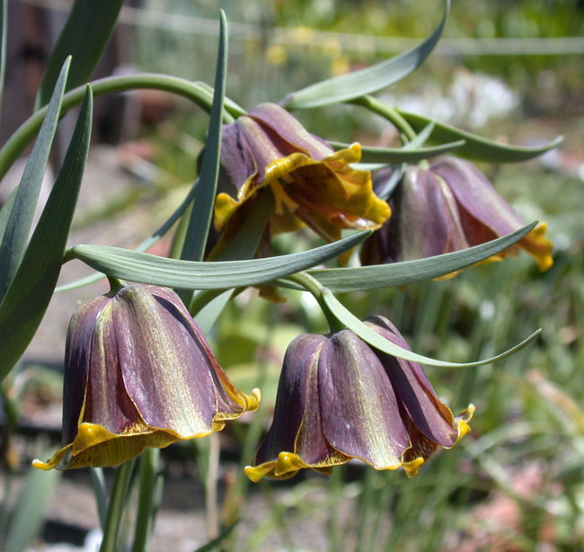 Fritillaria pyrenaica North American Rock Garden Society